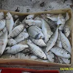 A Mare فندق رودي غارغانيكو